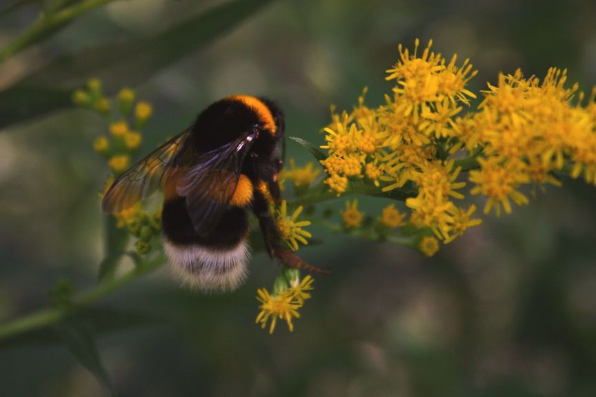 Bombus terrestris???